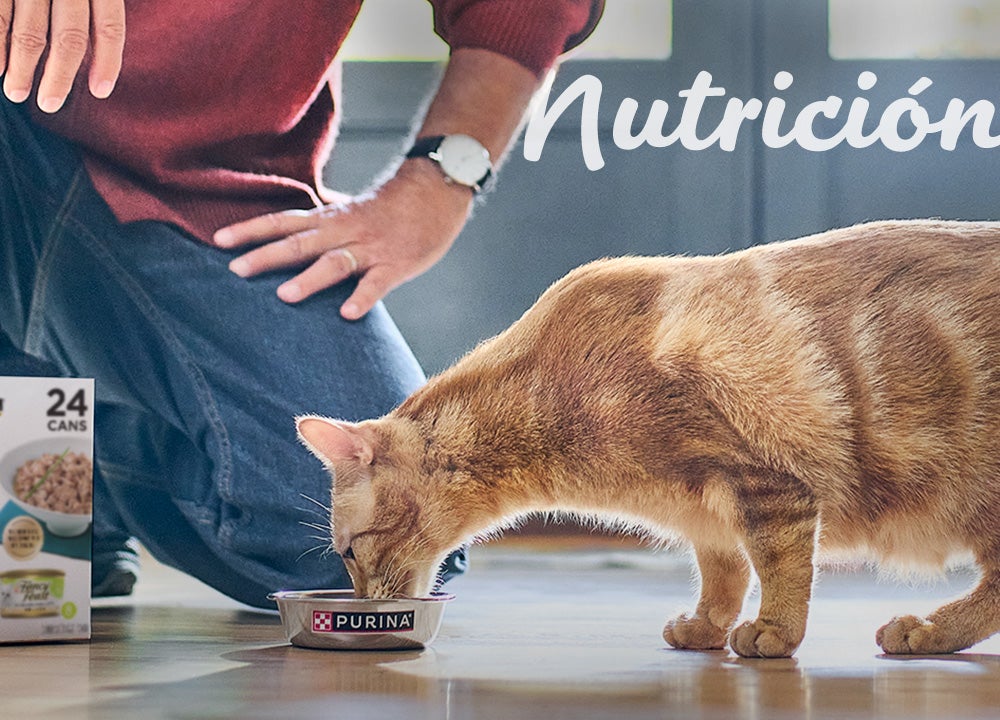 Imagen de cuidados y nutrición Imagen de cuidados y nutrición