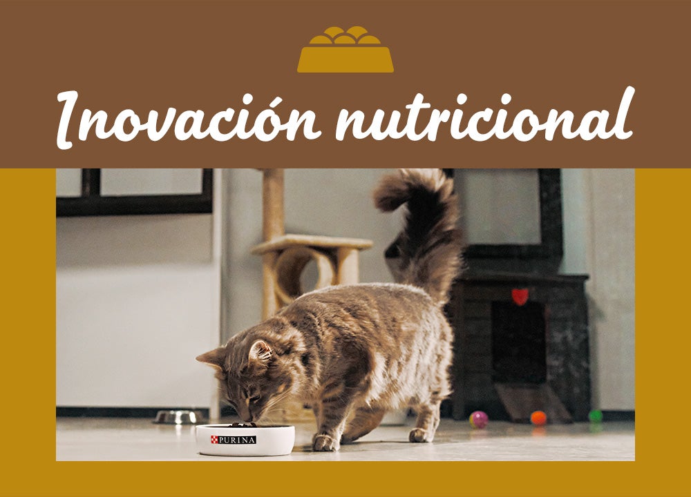 Imagen sobre nutrición Imagen sobre nutrición