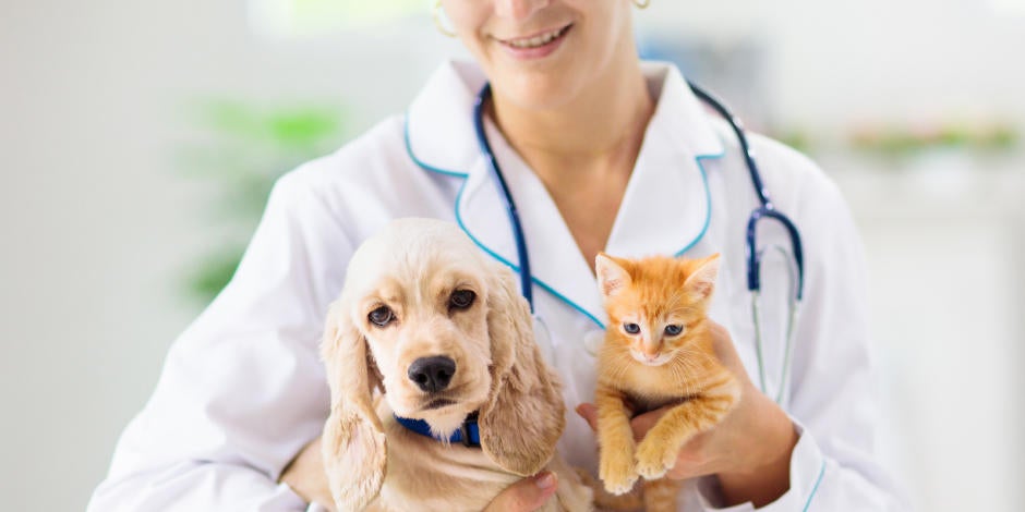 Imagen de veterinario cargando un gato y perro Imagen de veterinario cargando un gato y perro