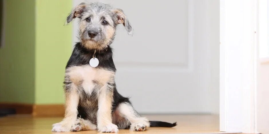 Perro mestizo sentado Perro mestizo pequeño sentado. Ojos marrones, de pelaje color beige y pecho negro, con un dije plateado colgando de su cuello