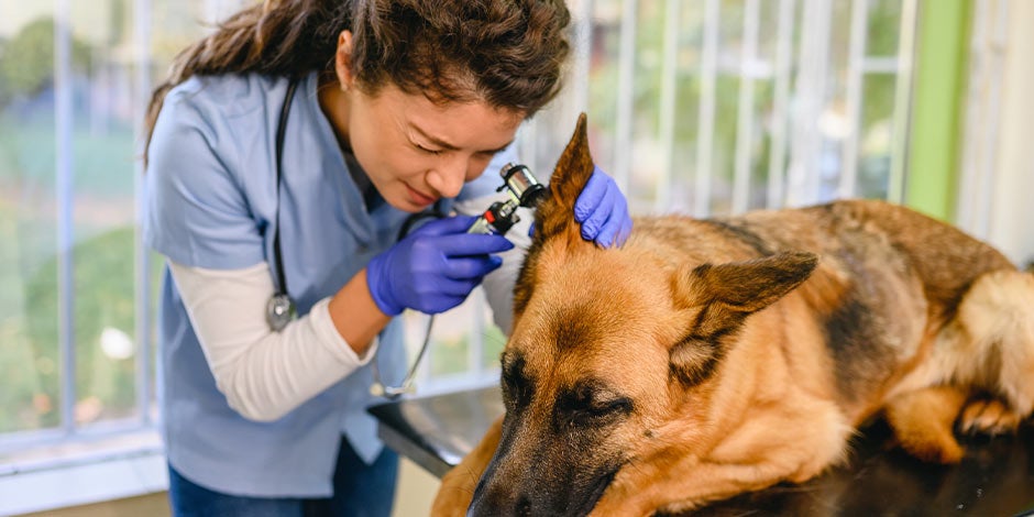Garrapatas en perros, revisión veterinaria Garrapatas en perros, revisión veterinaria